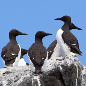 28770 guillemot 2034679 290x290