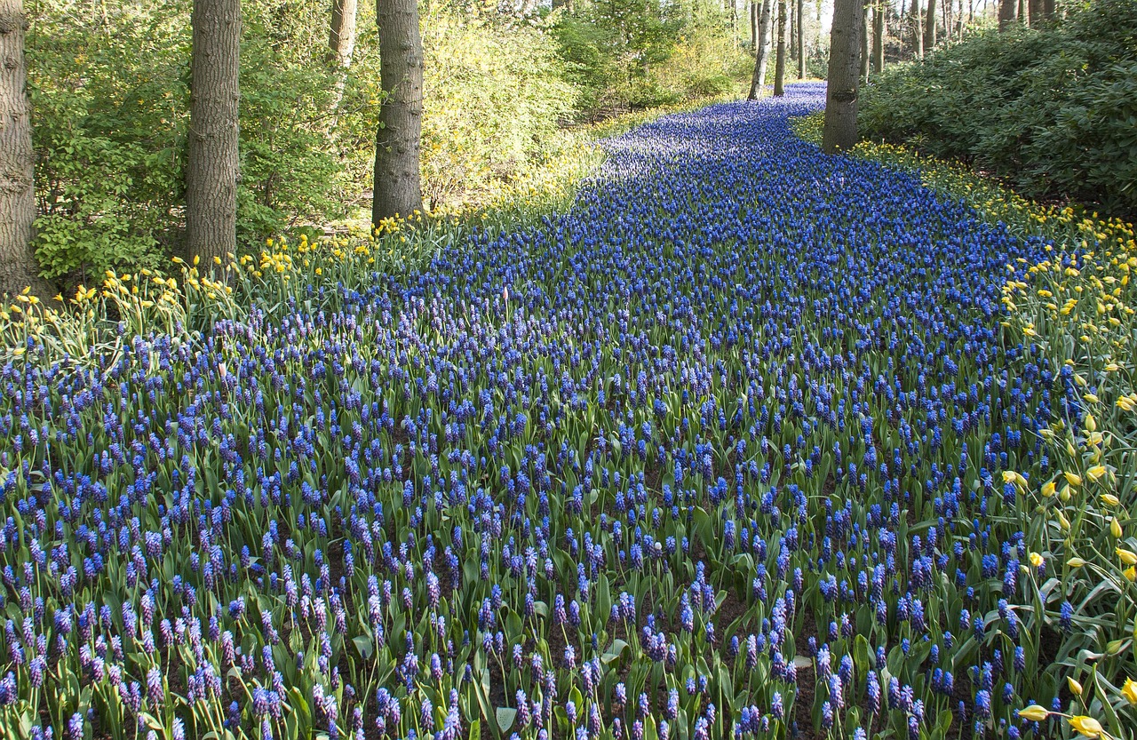 30767 tulips 5070425 1280