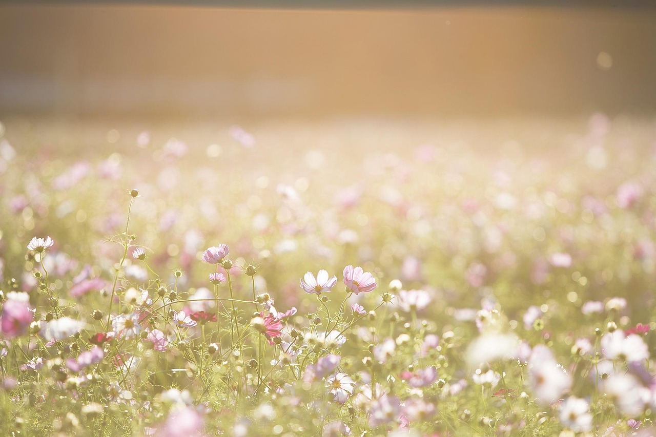31378 cosmos flowers 1138041 1280