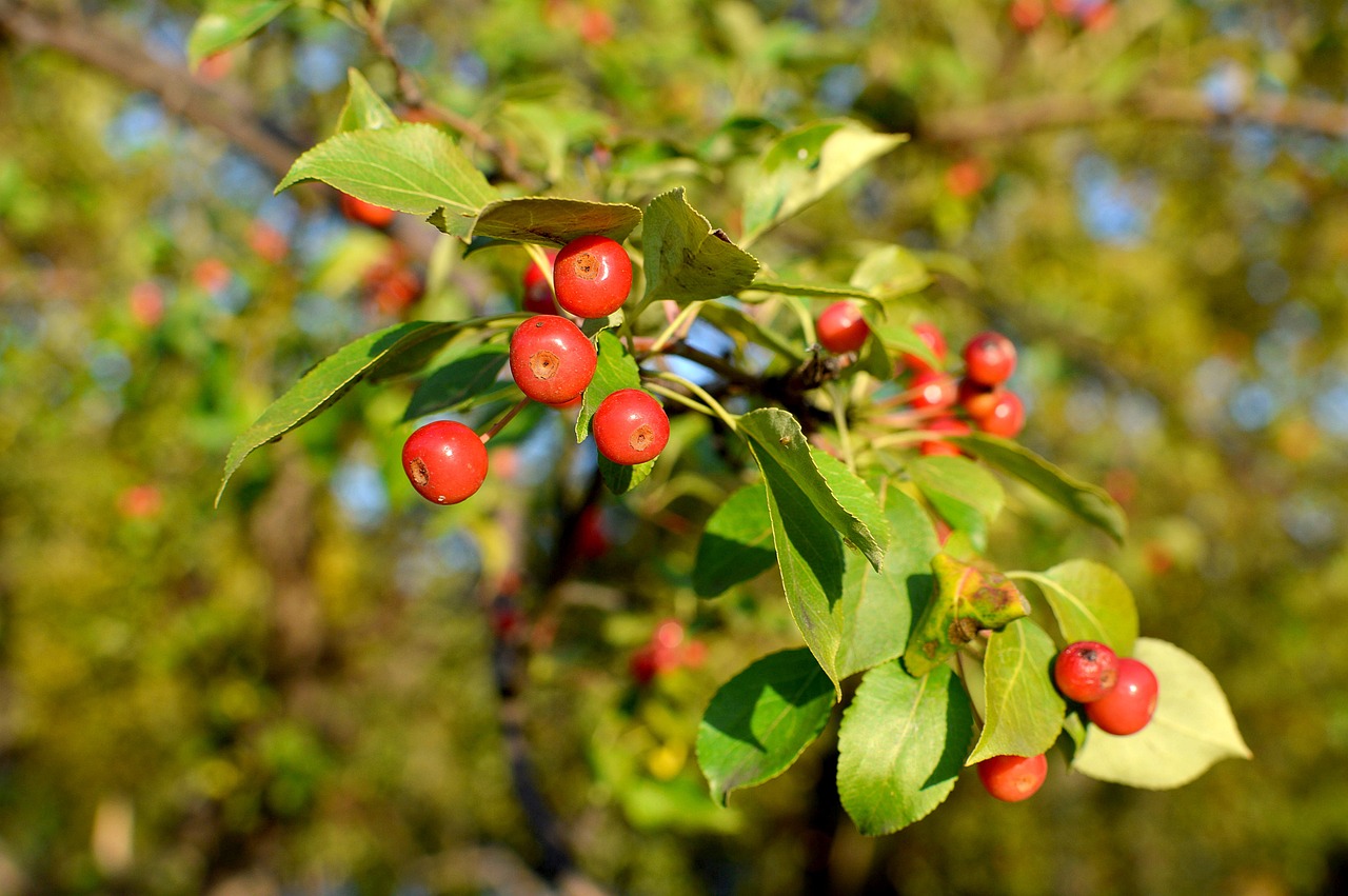 28109 ranetka 2687000 1280